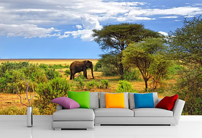 fototapeta divocina wildlife afrika slony slon elephants savana freedom sloboda